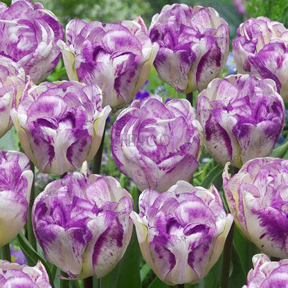 Rare Double Tulip Bulbs (Not Seeds) - 24 Colors, Fresh Flower Bulbs for Planting - Fast Shipping