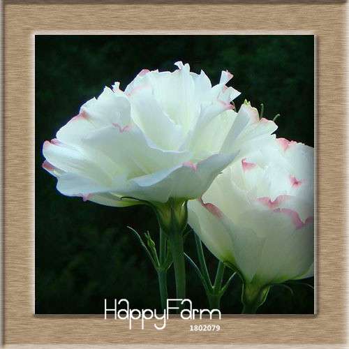 7 Color Lisianthus Seeds - Perennial Flowering Plants for Pots, Gardens | Eustoma Seeds