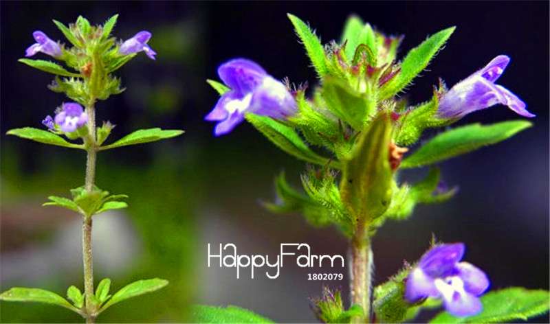 Catnip Seeds - Nepeta Cataria for Home Gardening, Bonsai & Balcony Flower Pots | Fast Shipping
