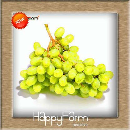 Grape Seeds - 12 Varieties, Sweet Kyoho, Natural Growth for Home Gardening | Premium Fruit Seeds