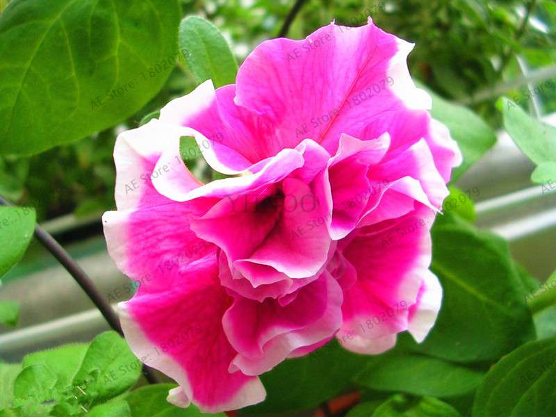 Double Petal Petunia Seeds - Vibrant Indoor Flower Bonsai Plants for Home & Garden