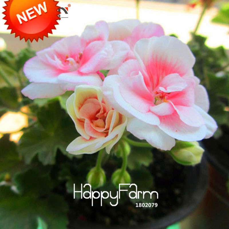 Pale Pink White Geranium Seeds - Perennial Pelargonium Peltatum Flower Seeds for Planting