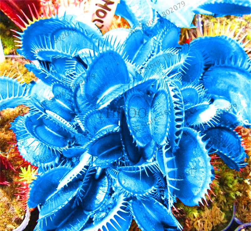 Flytrap Seeds - Carnivorous Dionaea Muscipula for Bonsai & Garden | Fast-Growing Potted Plant
