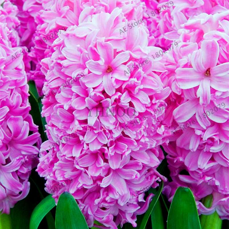 Hyacinth Seeds for Planting - Easy-Grow Potted Bonsai Flowers, Indoor/Outdoor Garden