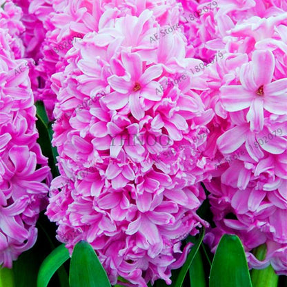 Hyacinth Seeds for Planting - Easy-Grow Potted Bonsai Flowers, Indoor/Outdoor Garden