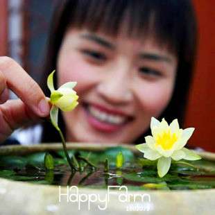 Buy Water Lily Seeds - Fresh Bowl Lotus & Water Lilies - Fast US Shipping