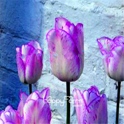 Dutch Tulip Flower Seeds - Potted Bonsai for Home & Garden Planting