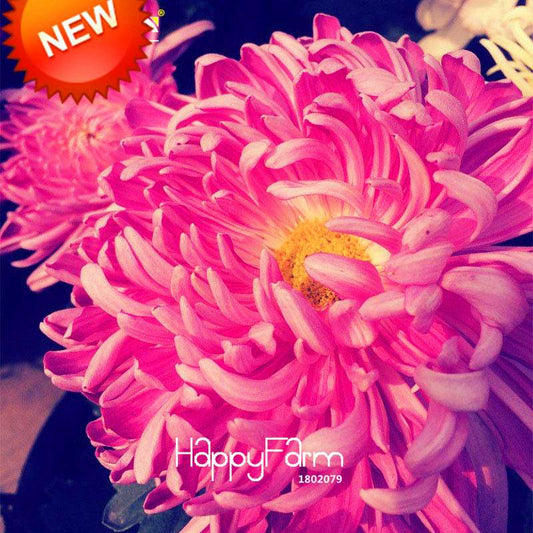 Rare Hot Pink Rose Chrysanthemum Seeds - Potted Flower for Home Garden DIY Planting