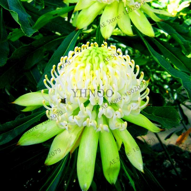Rare Waratah (Telopea speciosissima) Seeds - Perennial Bonsai Flower for Home & Garden - New South Wales Native