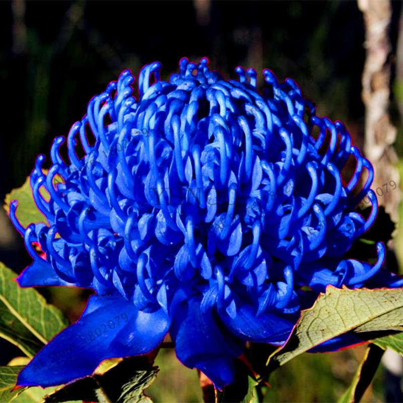 Rare Waratah (Telopea speciosissima) Seeds - Perennial Bonsai Flower for Home & Garden - New South Wales Native