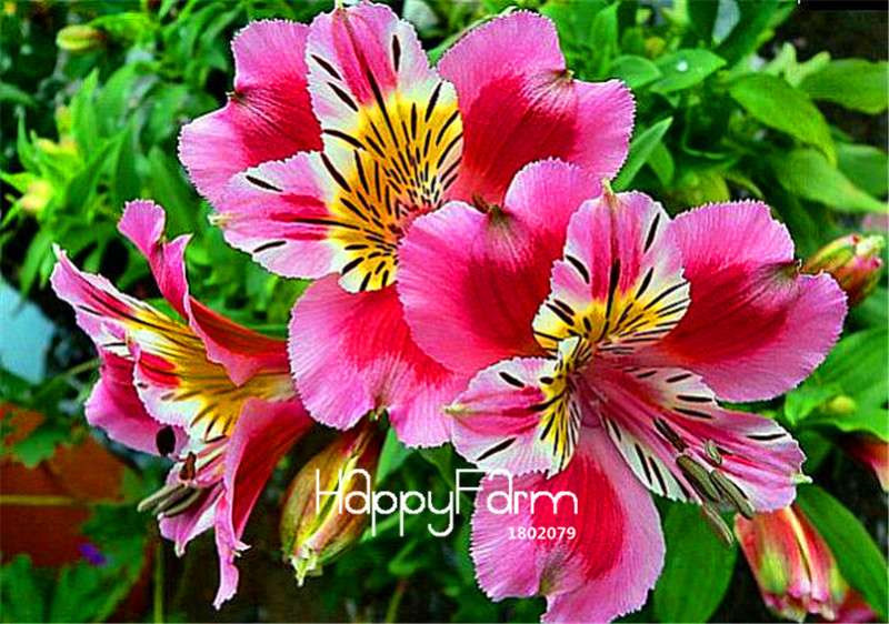 Peruvian Lily Seeds - Easy to Grow Potted Flowers for Home & Garden Planting