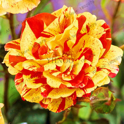 Rare Candy Stripe Rose Seeds - Red & Yellow Bonsai Flower Seeds for Home Garden | Mixed Color