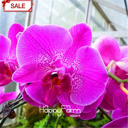 Phalaenopsis Orchid Seeds - 9 Stunning Varieties, Perennial Potted Flowers for Home & Garden