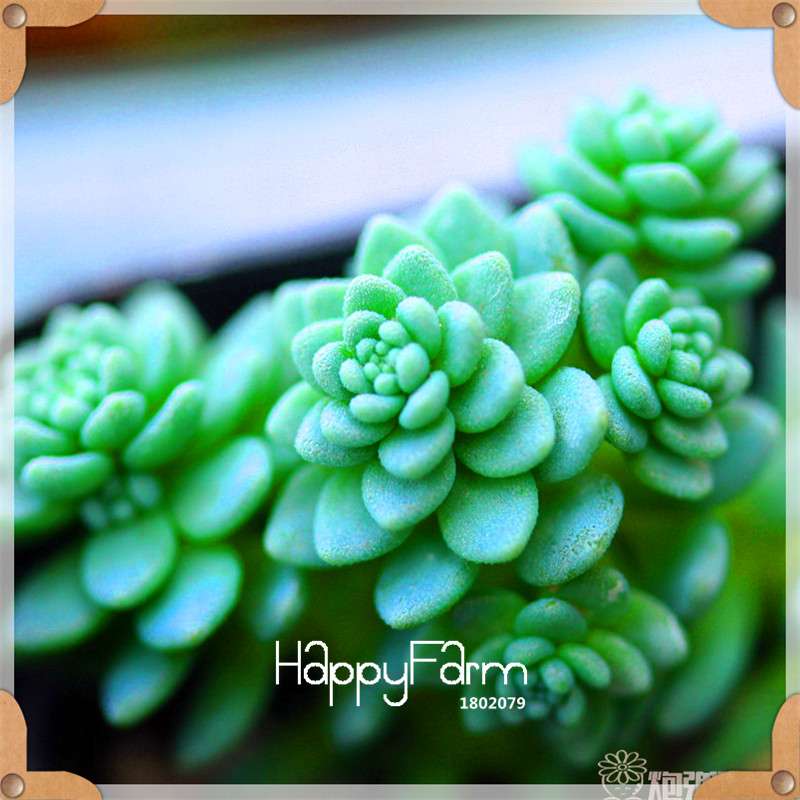 Rare Succulents Seeds - 99 Varieties, Lithops & Bonsai Plants for Office & Home