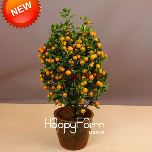 Kumquat & Citrus Seeds for Planting - Grow Orange, Tangerine Trees on Patio, Balcony | Fruit Garden Kit