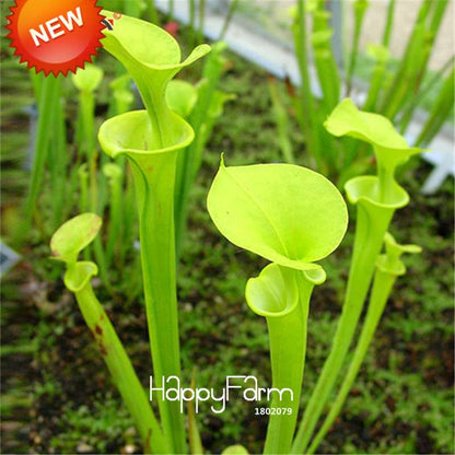 Carnivorous Nepenthes Seeds - Mosquito Eating Plant for Bonsai & Garden - Rare Insectivorous Variety