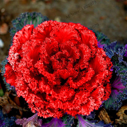 Organic Cabbage Flower Kale Seeds - Edible, Delicious & Ornamental Plants for Home Garden & Bonsai