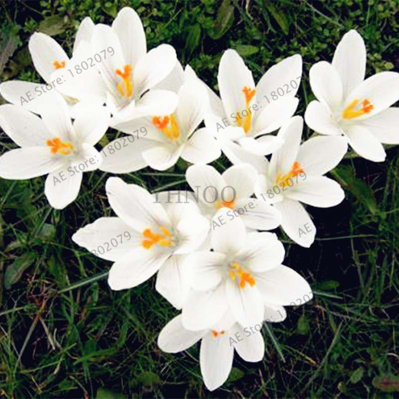 Saffron Seeds for Planting - Grow Saffron Crocus Flowers in Home & Garden - Bonsai Plant Variety