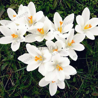 Saffron Seeds for Planting - Grow Saffron Crocus Flowers in Home & Garden - Bonsai Plant Variety