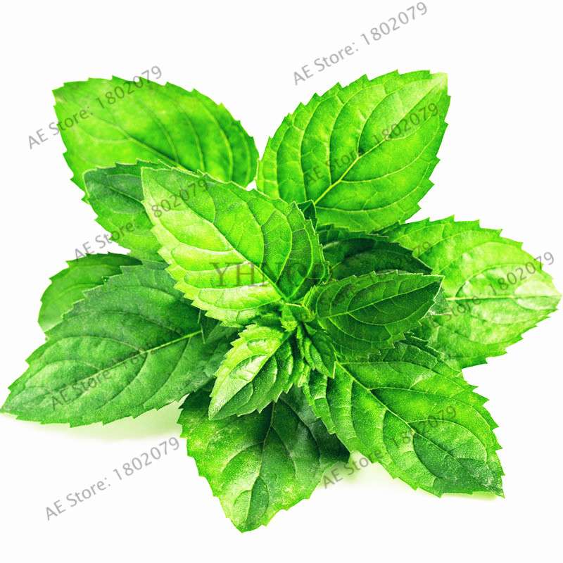 Mint Seeds - Organic, Aromatic, Easy-Grow Perennial Herb for Home & Garden Planting