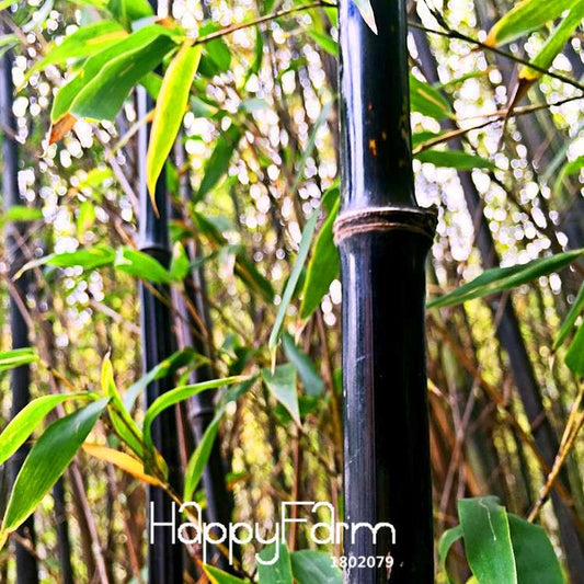 Rare Black Bamboo Seeds for Bonsai - DIY Home Garden Planting, Unique House Decor