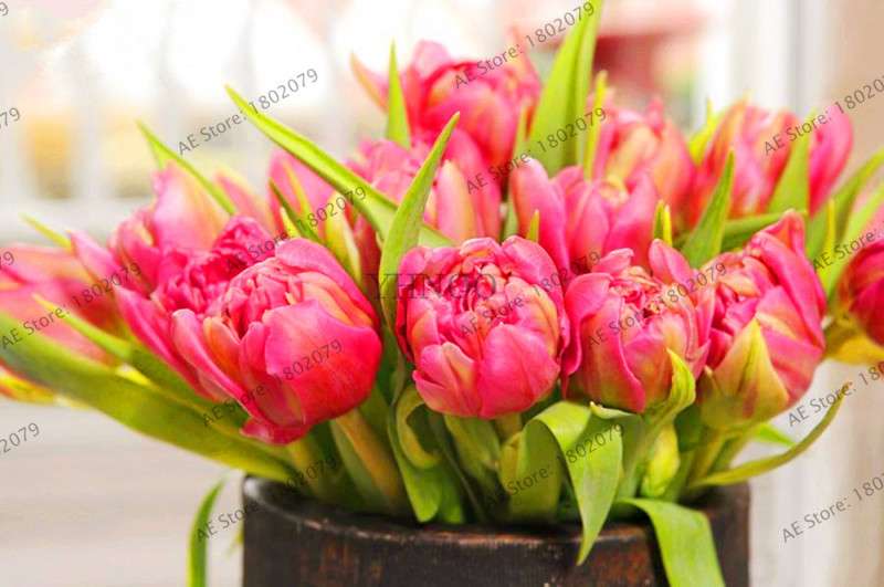 Rare Double Tulip Bulbs - Premium Imported Tulip Seeds for Home Garden Planting