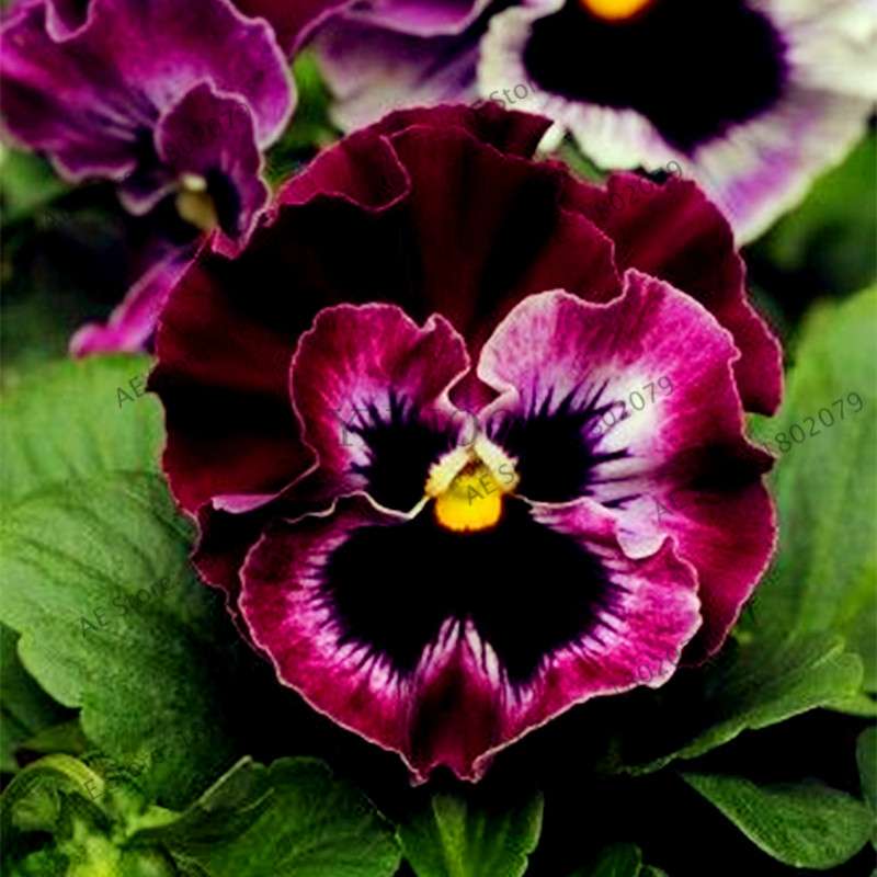 24 Colors Wavy Pansy Seeds - Viola Tricolor for Indoor Bonsai & Home Garden Planting