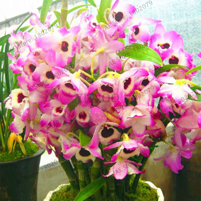 Rare Dendrobium Orchid Seeds - Perennial Indoor & Outdoor Balcony Office Plants