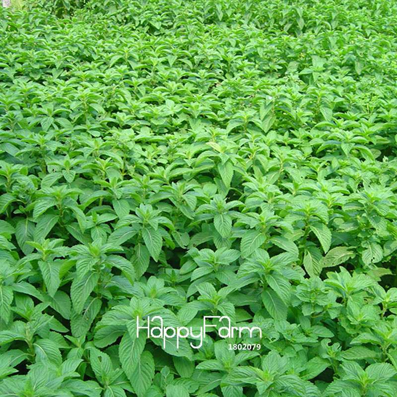 Premium Mint Seeds for Herbal Tea - Radioprotective Benefits, Non-GMO, USA Garden