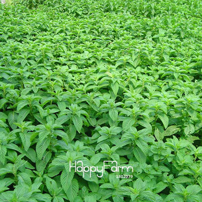 Premium Mint Seeds for Herbal Tea - Radioprotective Benefits, Non-GMO, USA Garden