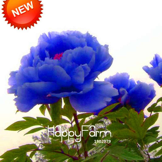 Rare Purple Blue Peony Seeds for Planting - Exotic Chinese Flower Seeds