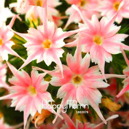 Phlox Drummondii Seeds - Twinkle Star Flower for Home & Garden | Fast-Growing, Vibrant Blooms