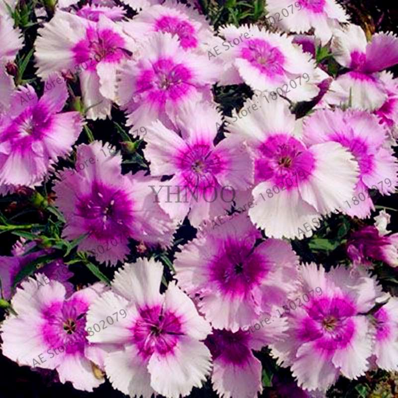 Dianthus Seeds - 24 Vibrant Colors, Easy to Grow, High Germination for DIY Garden Flowers | Fast Shipping
