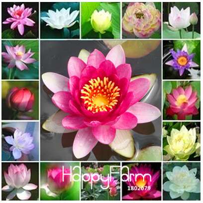 Affordable Water Lily Seeds for Bonsai & Balcony - Easy-Grow Potted Flowers