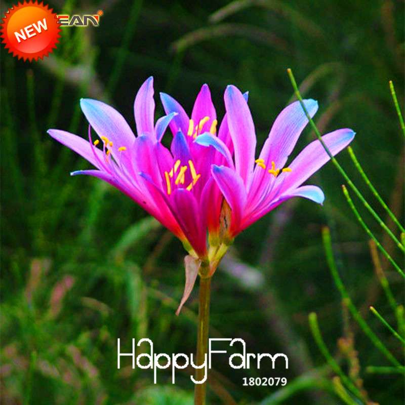 Blue & Pink Lycoris Radiata Seeds - Perennial Flower Seeds for Planting, Potted Garden