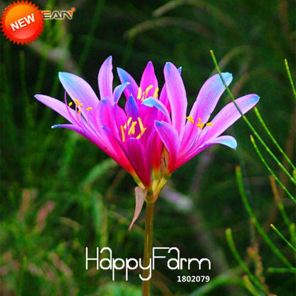 Blue & Pink Lycoris Radiata Seeds - Perennial Flower Seeds for Planting, Potted Garden