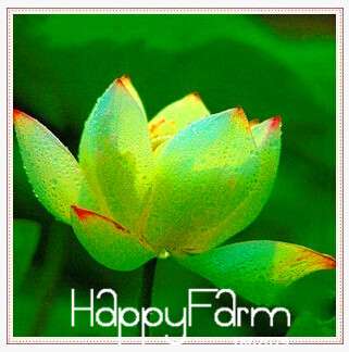 Buy Water Lily Seeds - Fresh Bowl Lotus & Water Lilies - Fast US Shipping