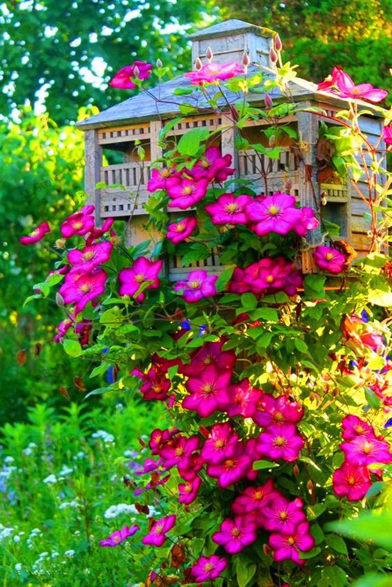 Mixed Clematis Seeds - Easy to Grow Beautiful Bonsai Flowers for Home Garden (Limited Time Offer)