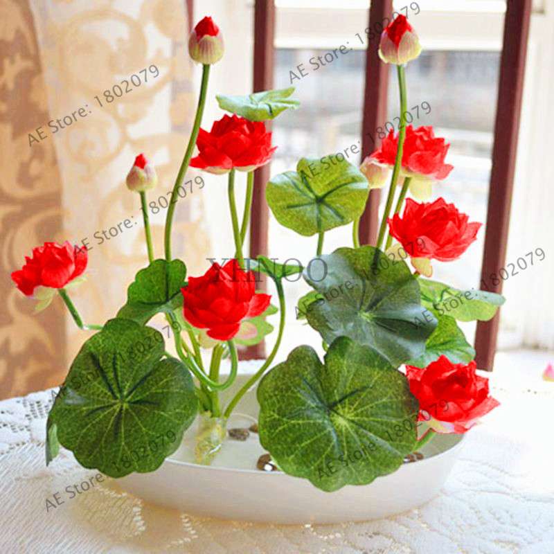 Lotus Seeds for Planting - Beautiful Water Lily Aquatic Plants for Home Garden Ponds