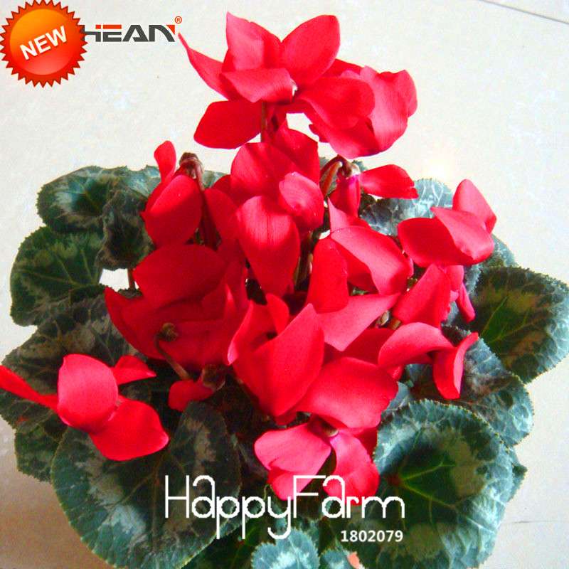 Red Cyclamen Flower Seeds - Perennial Blooming Plants for Home Garden, Easy to Grow