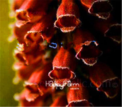 Fritillaria Foxglove Seeds - Potted Bonsai Garden Kit for DIY Home Planting | Premium Quality