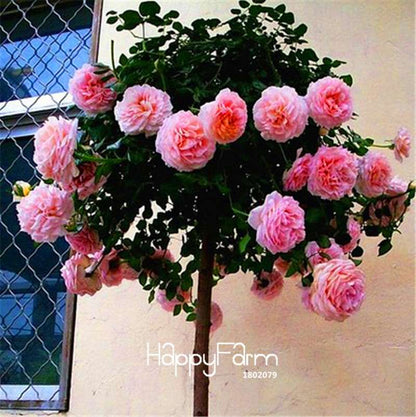 Rare Rosa Chinensis Seeds - Fresh Dendroidal Rose Tree Seeds for Planting, Exotic Flower Garden