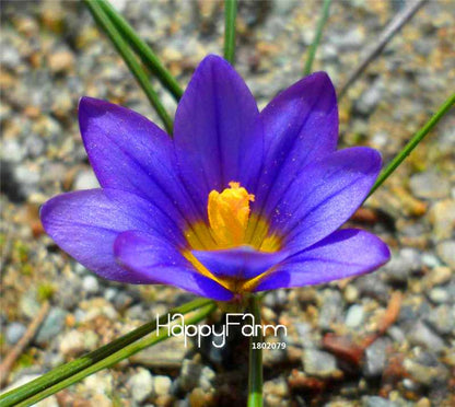 Romulea Flower Seeds - Rare, Fresh & Beautiful for Home Garden Planting