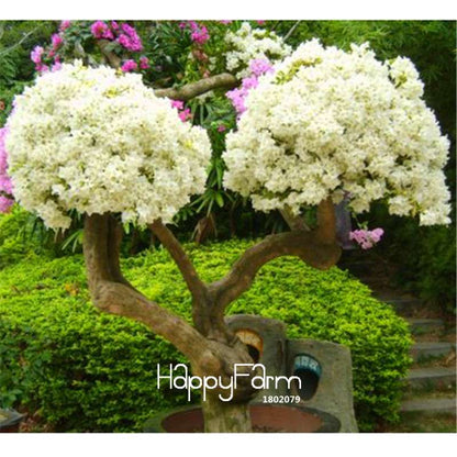9 Varieties Bougainvillea Spectabilis Seeds - Perennial Bonsai & Flowering Plants