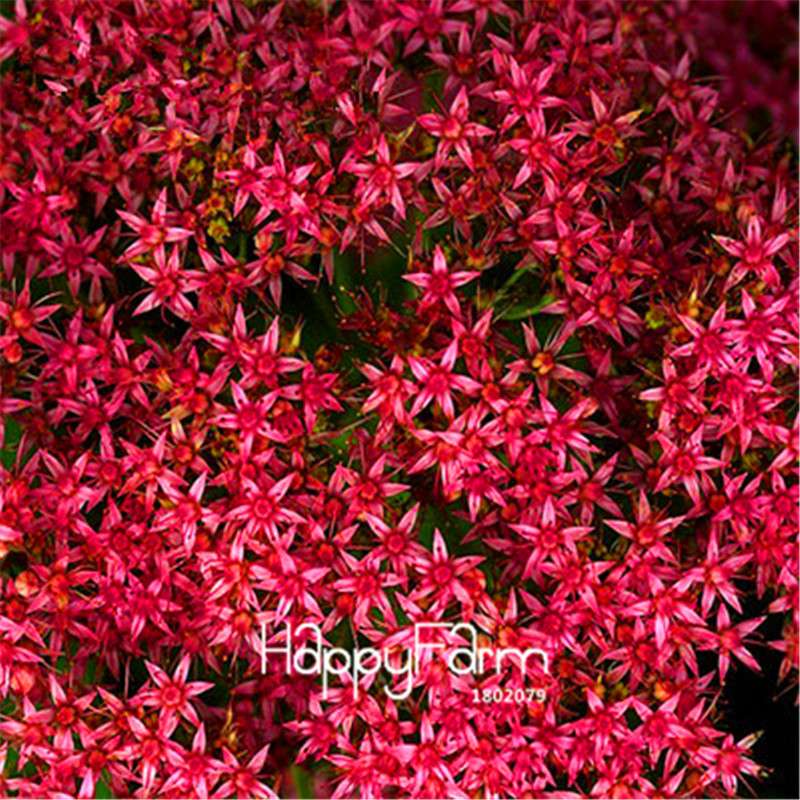 Starry Flower Seeds - Easy-Grow Indoor Potted Plants for Spring & Winter | Fast Shipping