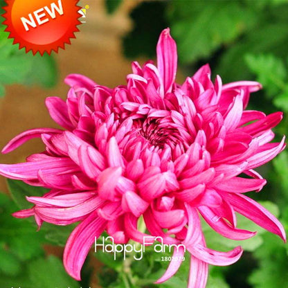 Rare Hot Pink Rose Chrysanthemum Seeds - Potted Flower for Home Garden DIY Planting