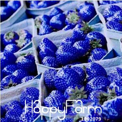 Blue Strawberry Seeds for Planting - Rare Fruit Garden, Home Grow Kit, Sweet Potted Plants