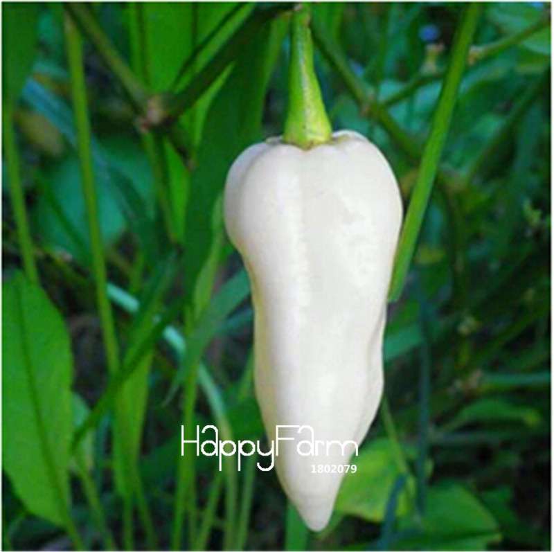 16 Hot Chili Pepper Varieties, Non-GMO Vegetable Seeds for Home Garden & Happy Farm