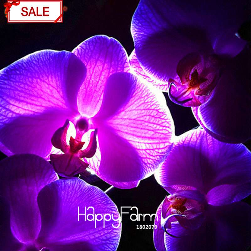 Phalaenopsis Orchid Seeds - 9 Stunning Varieties, Perennial Potted Flowers for Home & Garden