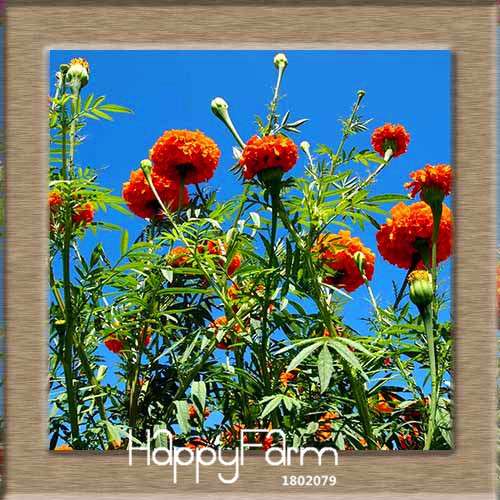 11 Varieties Maidenhair Herb & Marigold Flower Seeds - for Potted Garden